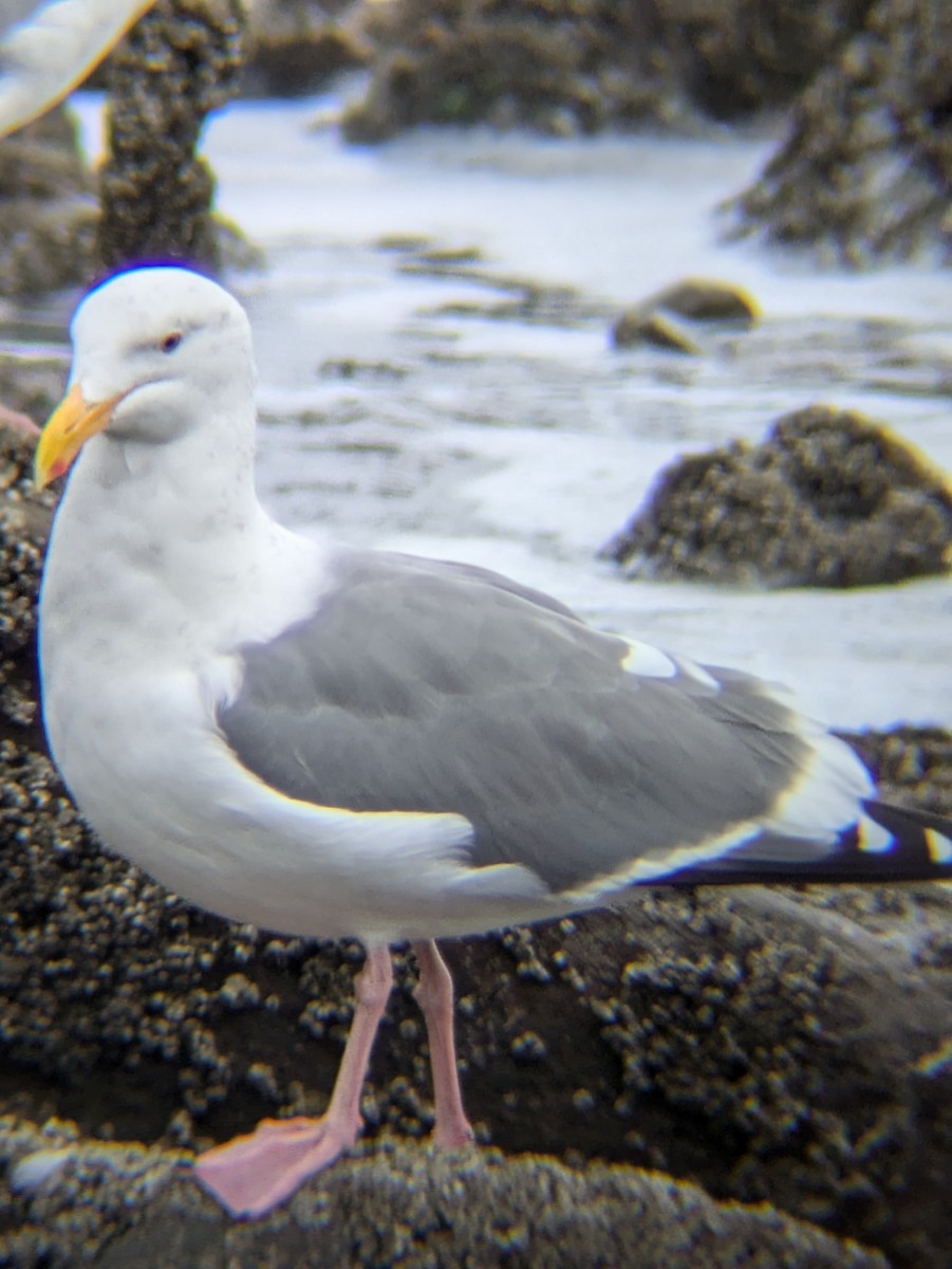 Western Gull - ML625411386