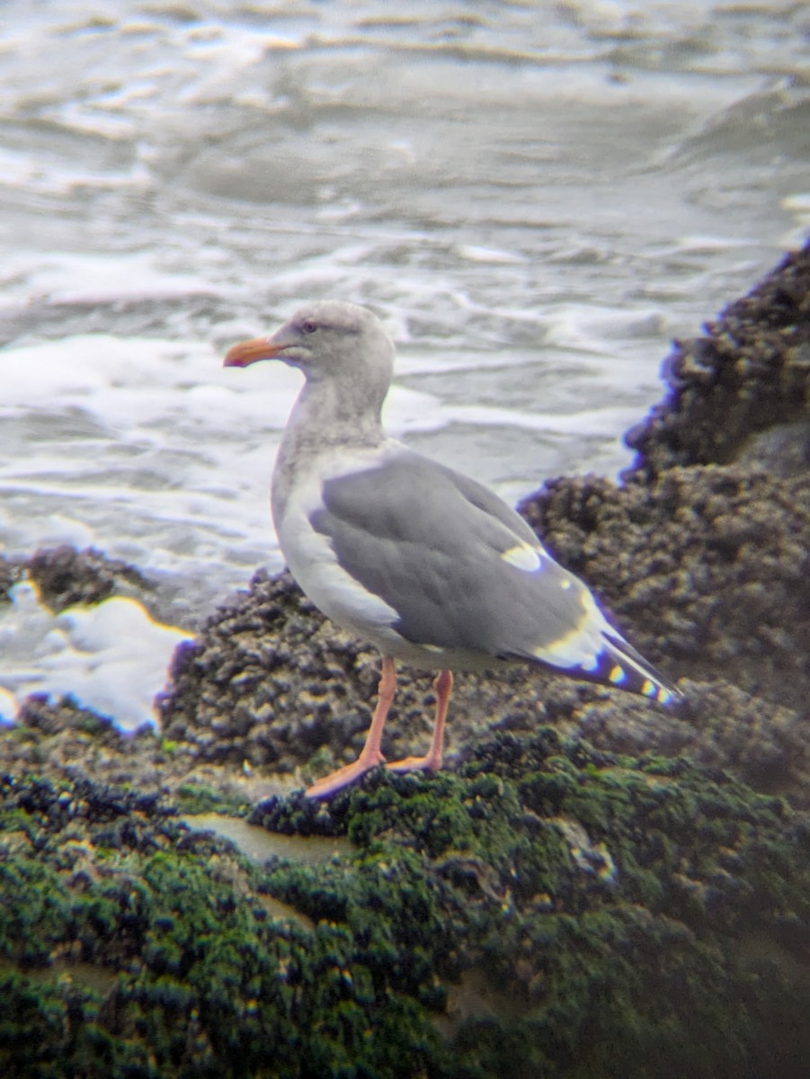 Western Gull - ML625411387