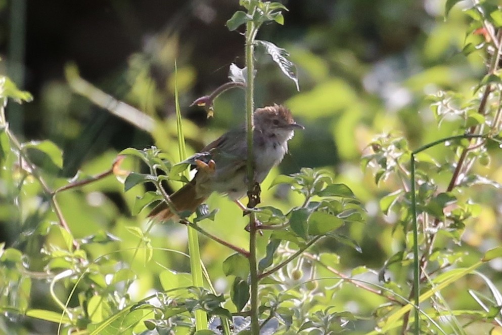 Tawny Grassbird - ML625411388