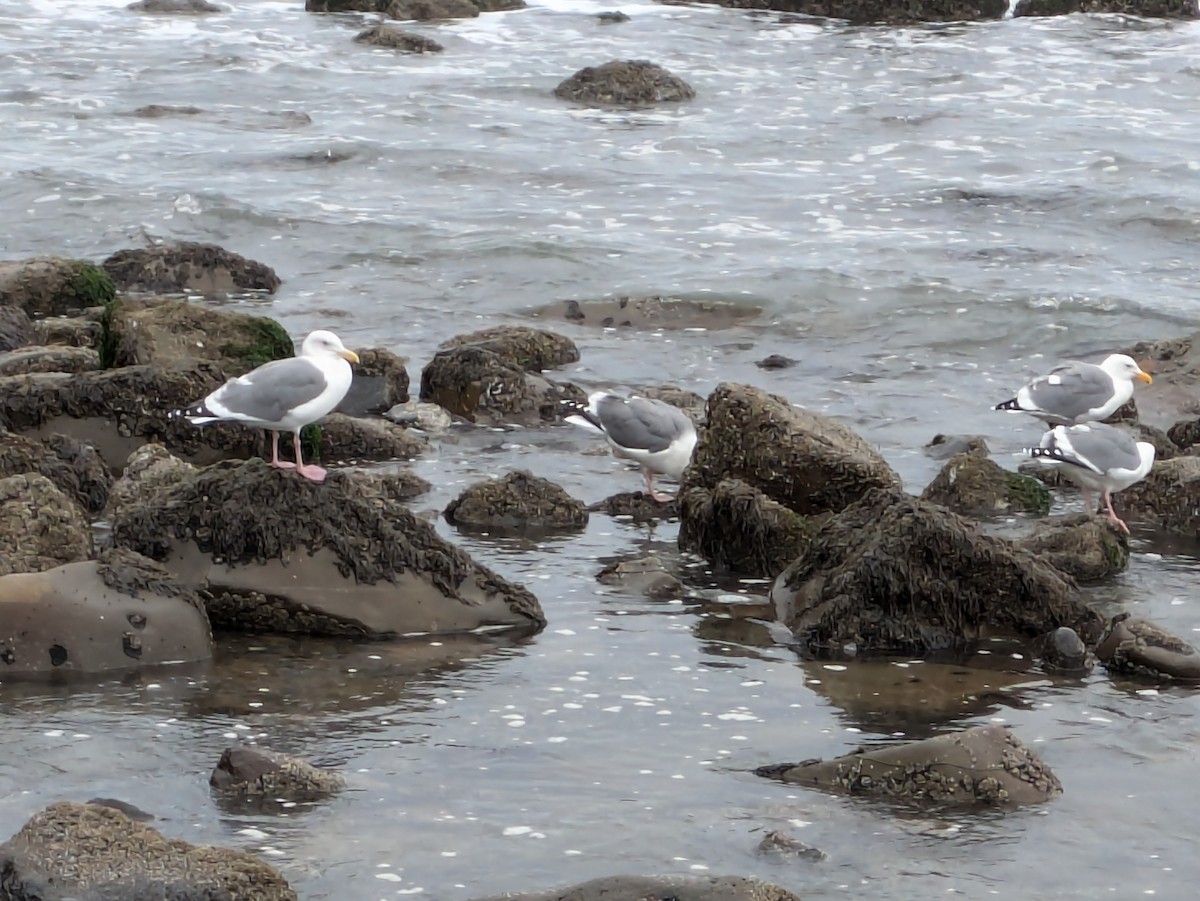 Western Gull - ML625411391