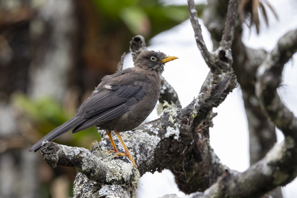 Sooty Thrush - ML625411486