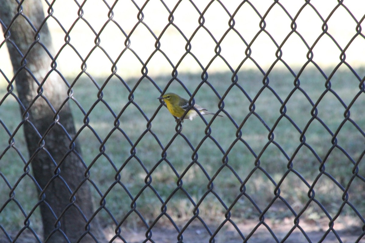 Pine Warbler - ML625411497