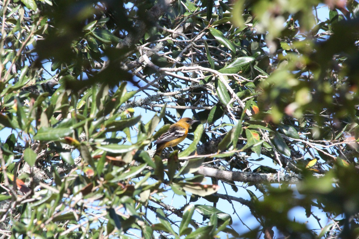 Baltimore Oriole - ML625411510