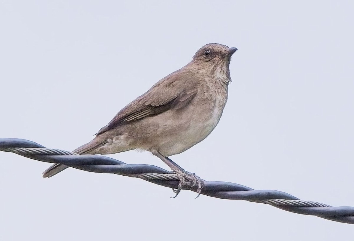 Black-billed Thrush (Amazonian) - ML625411534