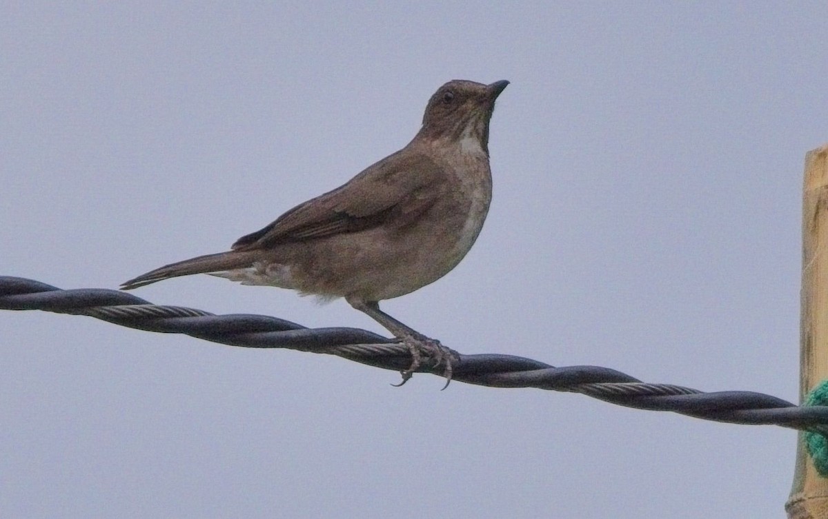 Black-billed Thrush (Amazonian) - ML625411535