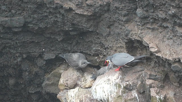 Inca Tern - ML625411564