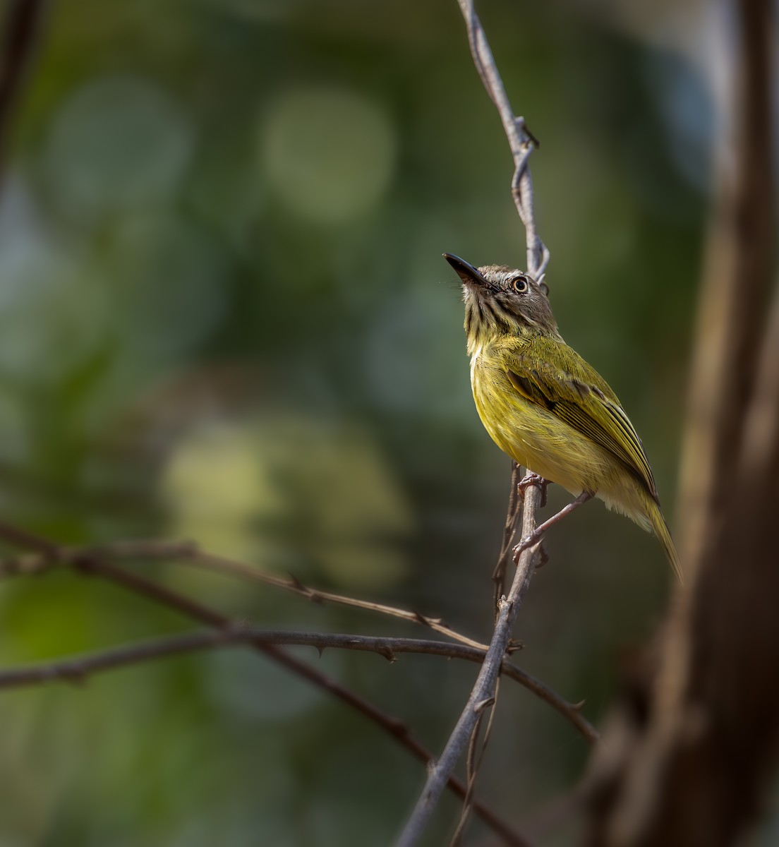 Stripe-necked Tody-Tyrant - ML625411611