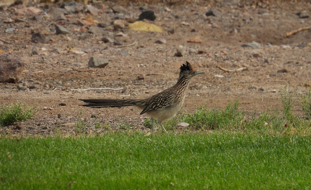 Greater Roadrunner - ML625411639