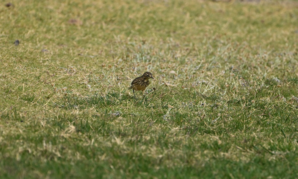 American Pipit - ML625411642