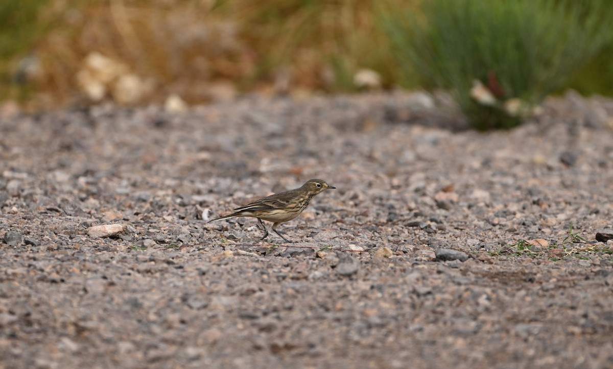 American Pipit - ML625411643