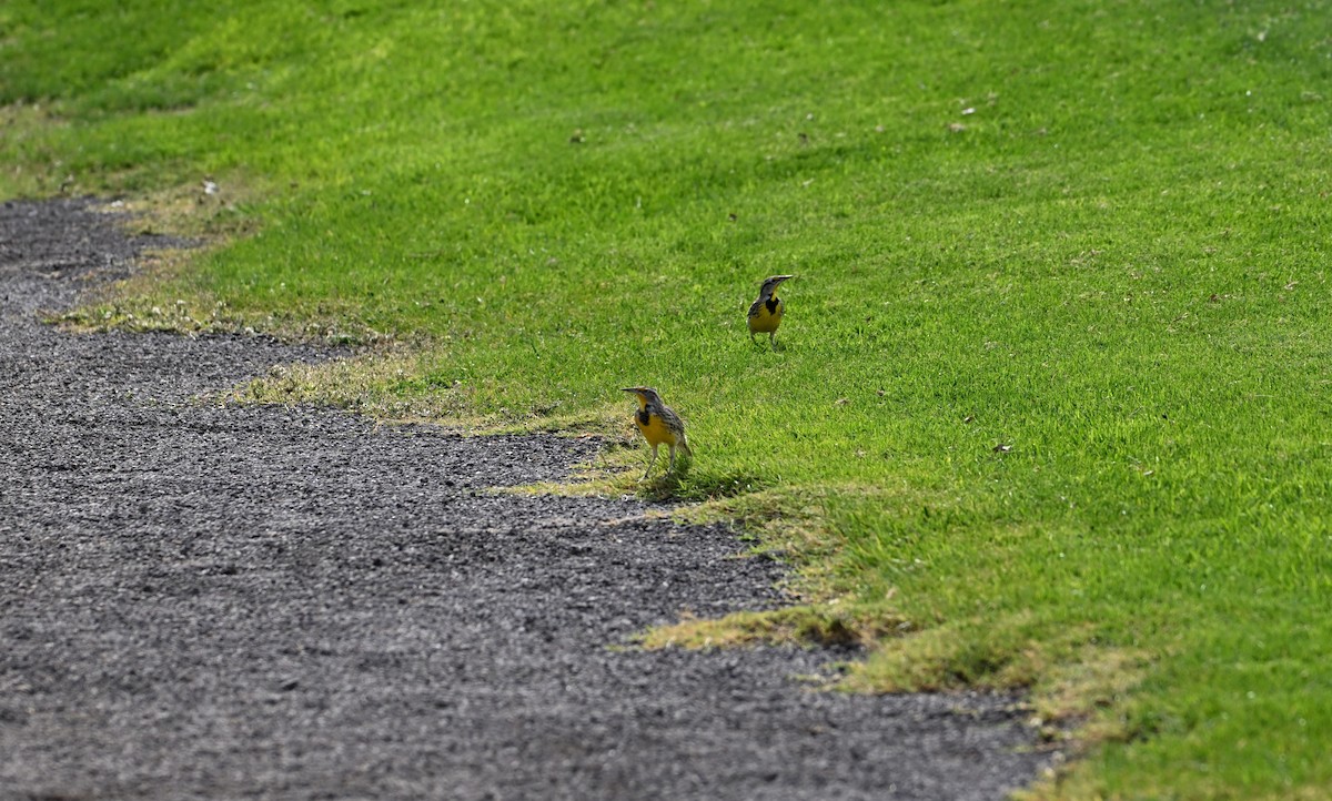 Western Meadowlark - ML625411651