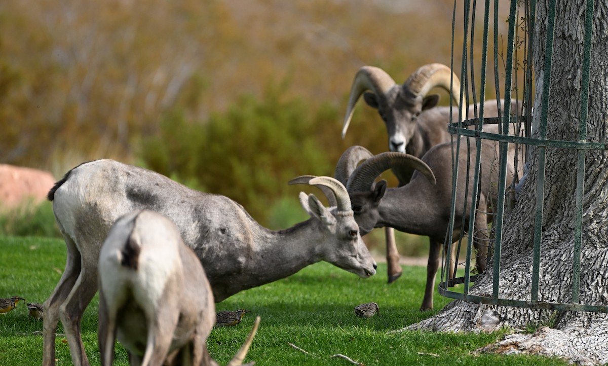 Western Meadowlark - ML625411705