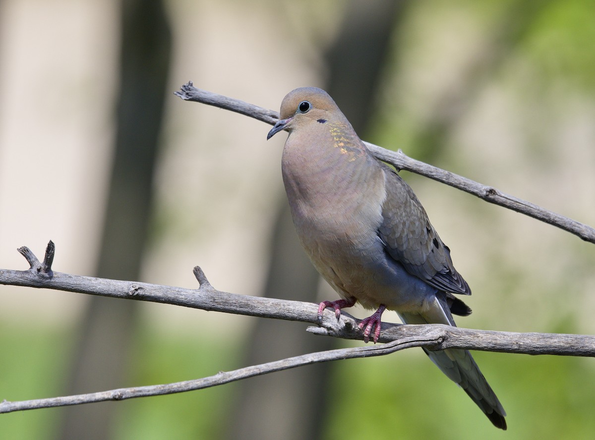 Mourning Dove - ML625411706