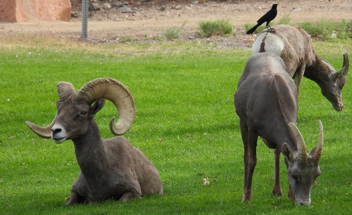 Great-tailed Grackle - ML625411712