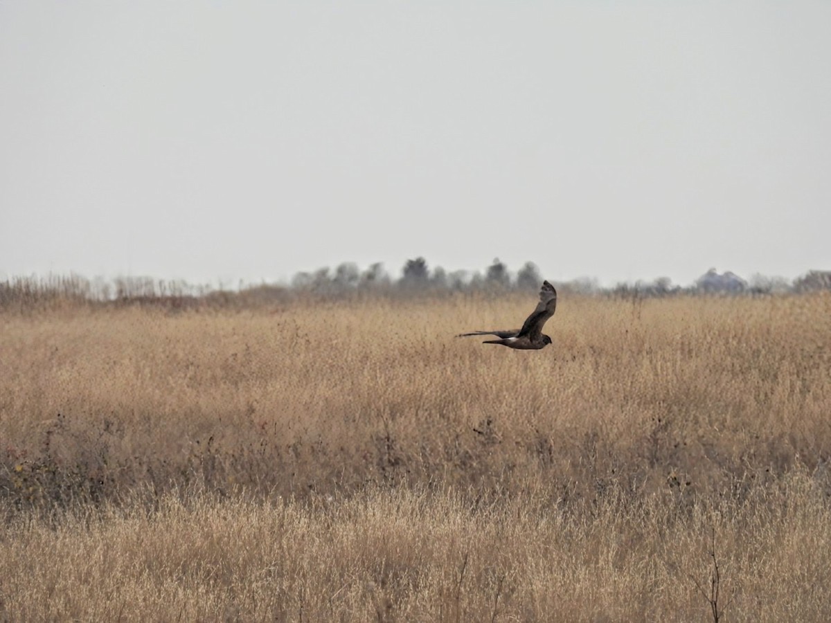 Northern Harrier - ML625411721