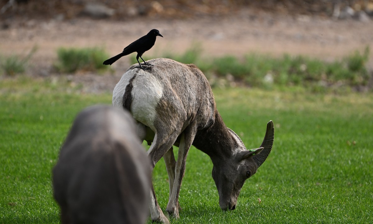 Great-tailed Grackle - ML625411732