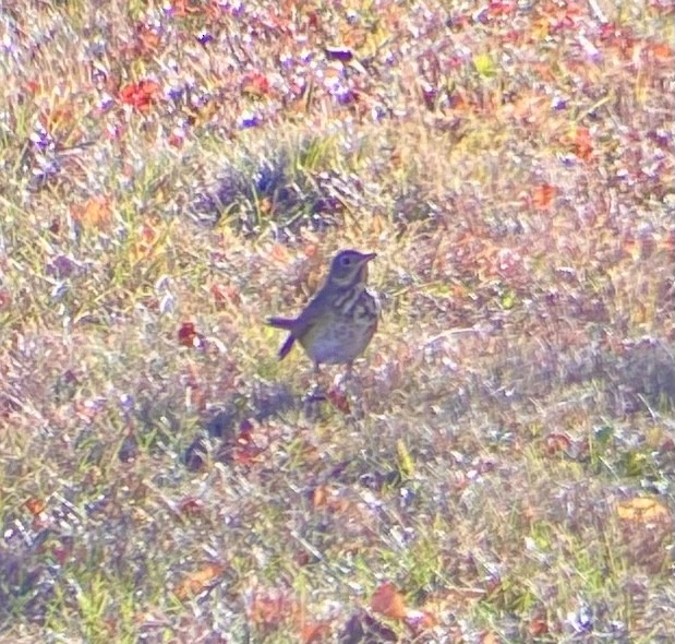 Hermit Thrush - ML625411737