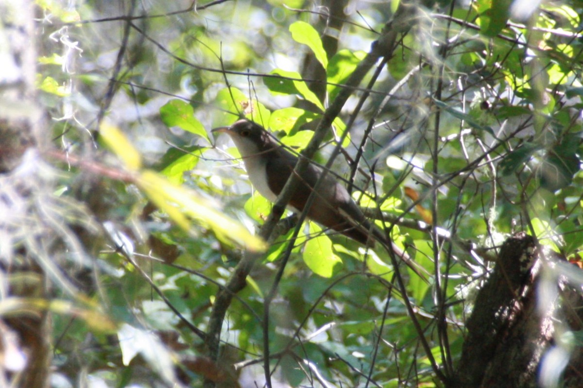 Yellow-billed Cuckoo - ML625411742