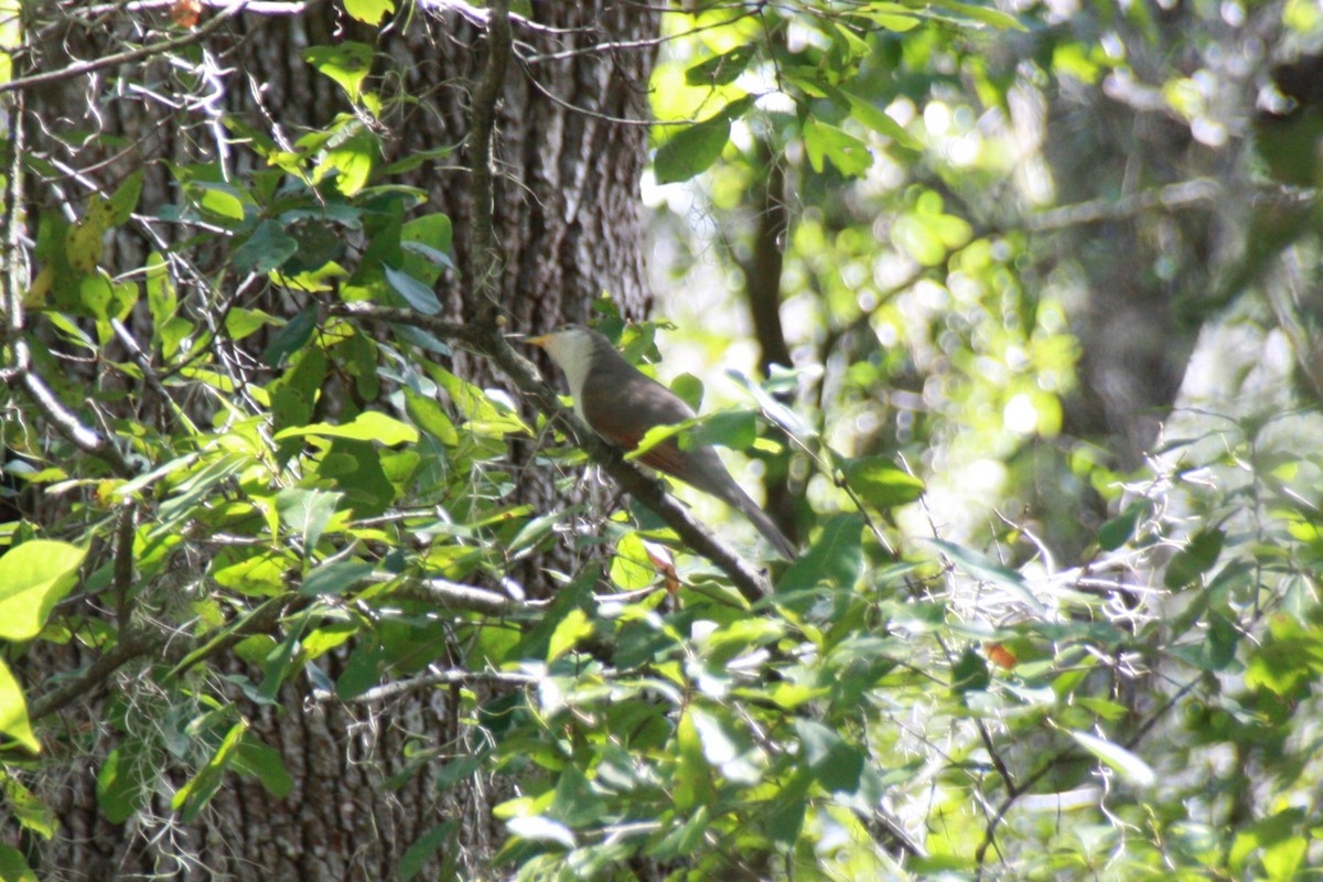 Yellow-billed Cuckoo - ML625411743