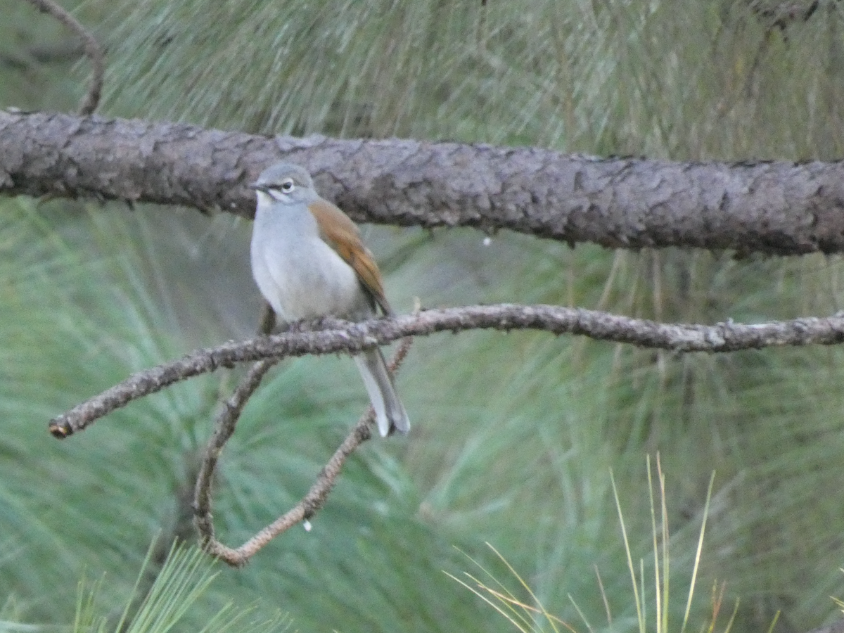 Brown-backed Solitaire - ML625411757