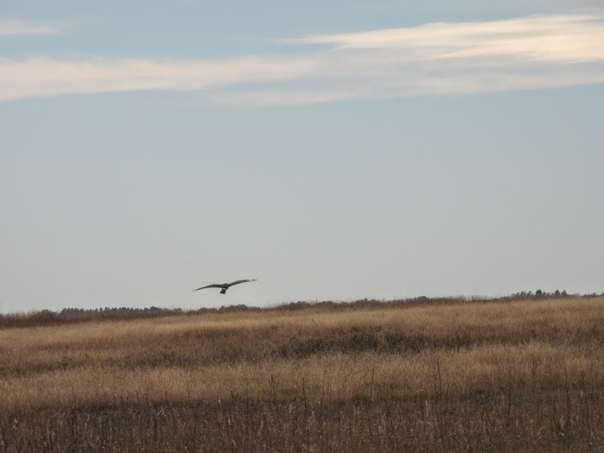 Northern Harrier - ML625411773