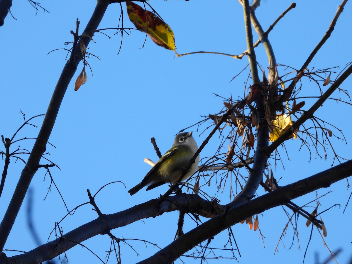 Blue-headed Vireo - ML625411785