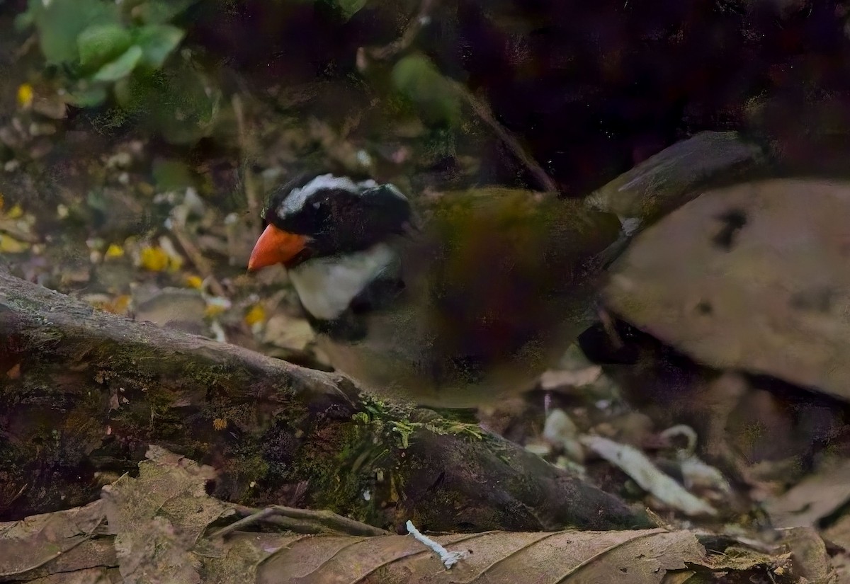 Orange-billed Sparrow (spectabilis) - ML625411790