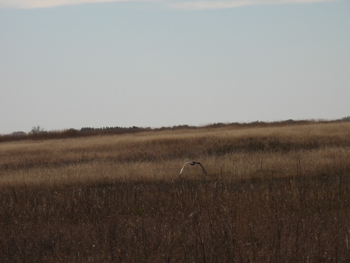 Northern Harrier - ML625411796