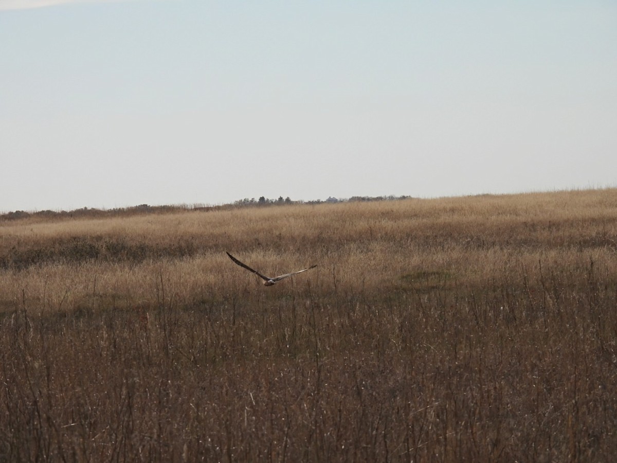 Northern Harrier - ML625411812