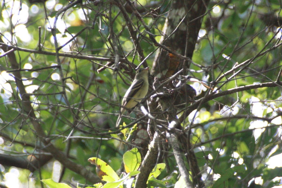 Acadian Flycatcher - ML625411855