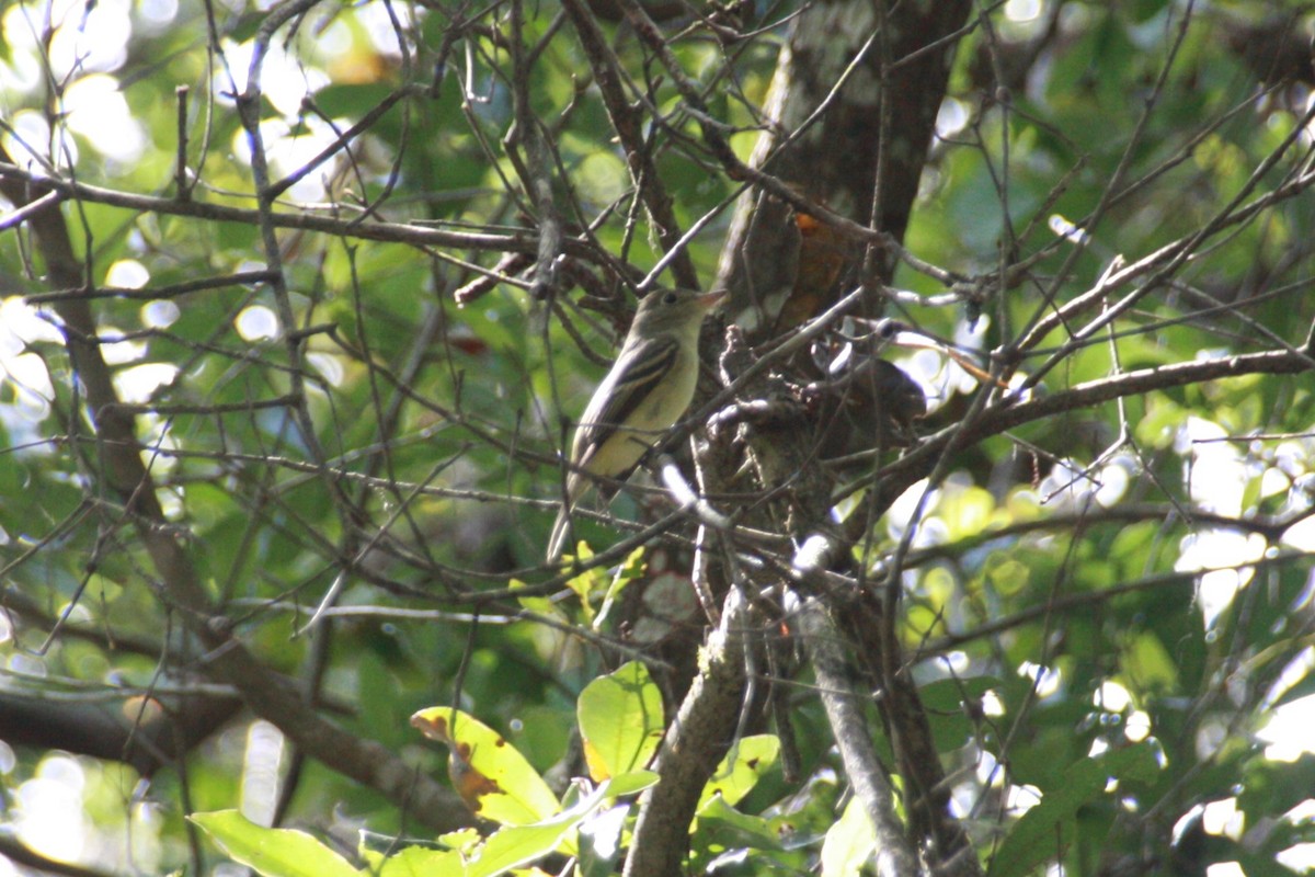 Acadian Flycatcher - ML625411856