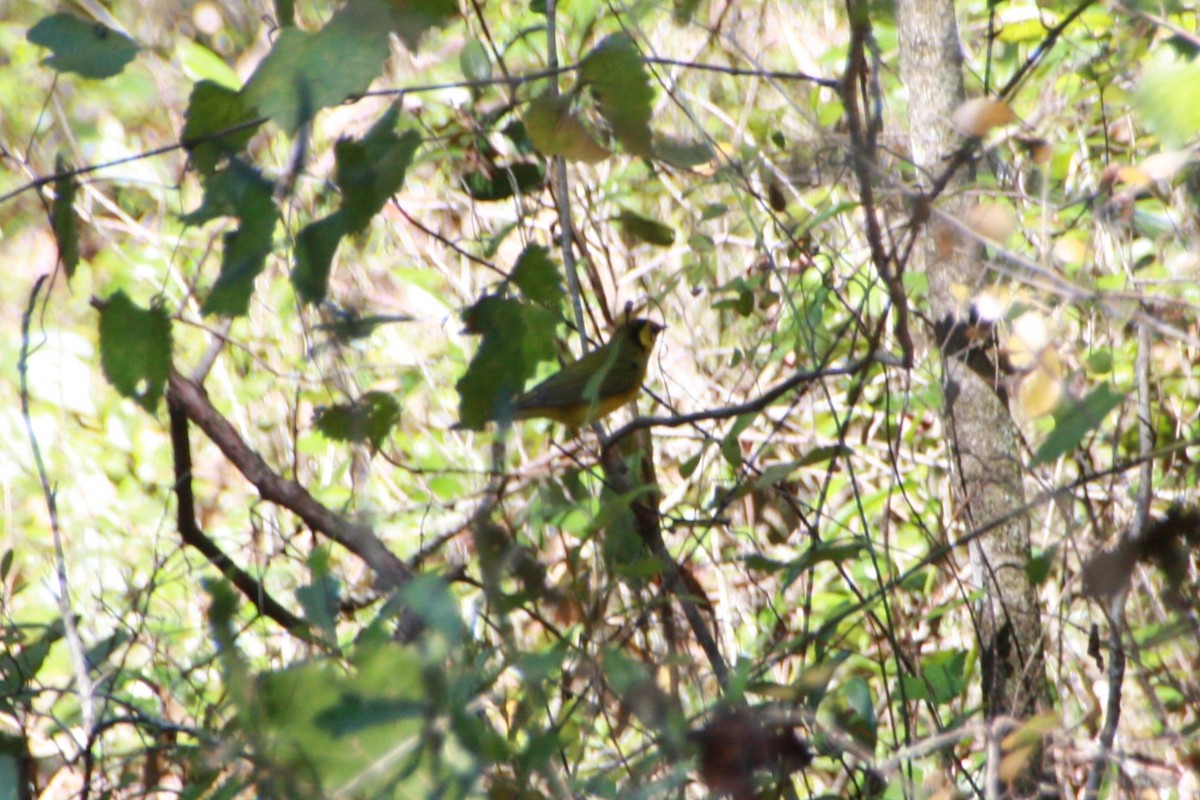 Hooded Warbler - ML625411863