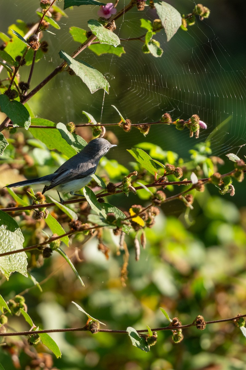 Perlita Grisilla (caerulea) - ML625411865