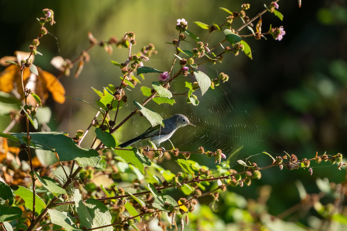 Perlita Grisilla (caerulea) - ML625411866