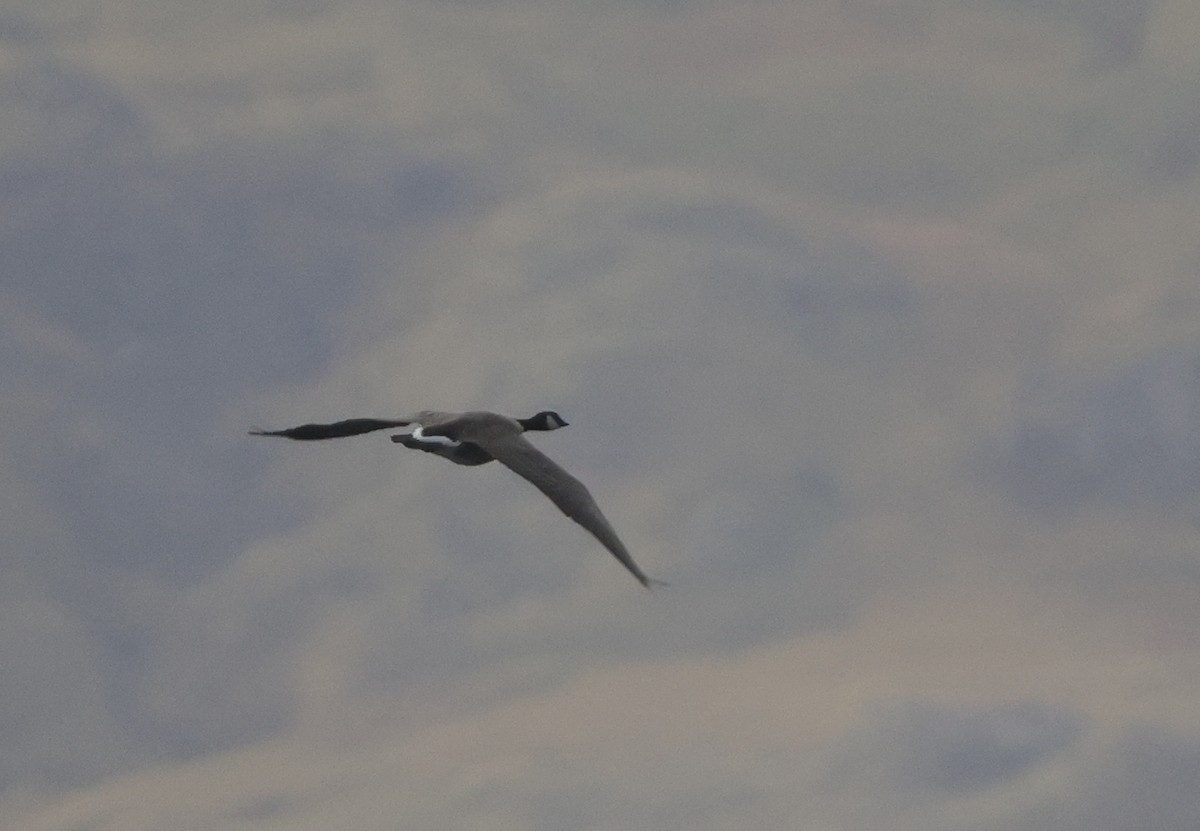 berneška malá (ssp. leucopareia) - ML625411881