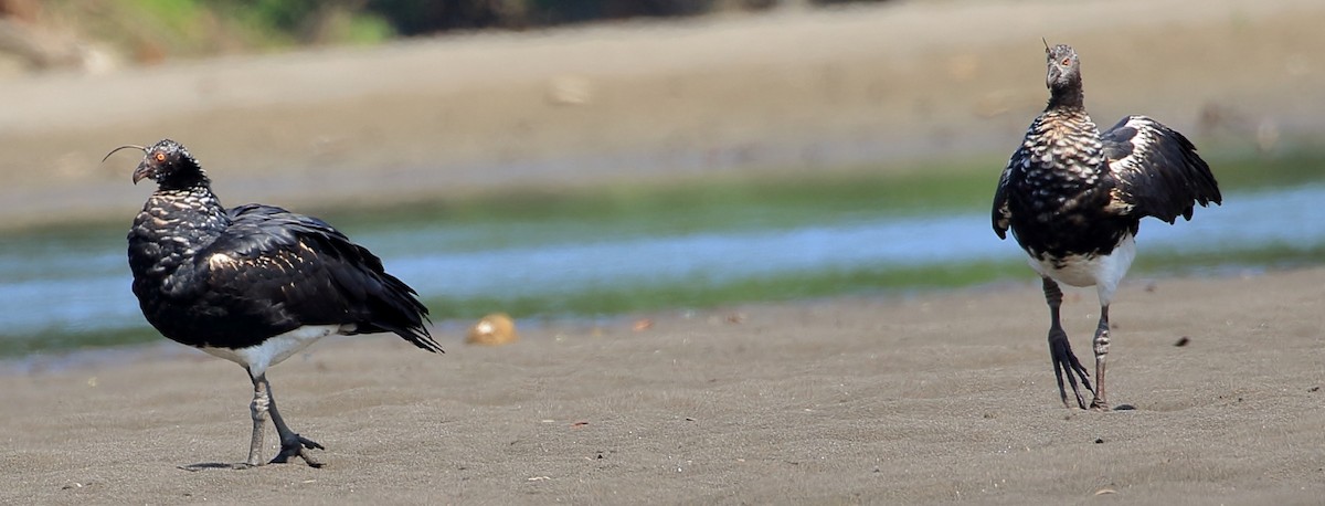 Horned Screamer - ML625411961