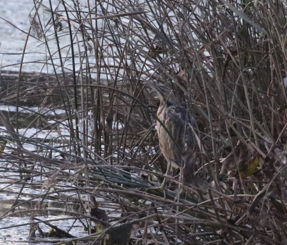 American Bittern - ML625412086