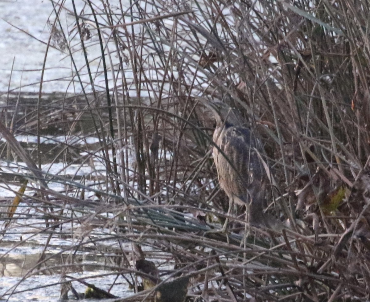 American Bittern - ML625412087