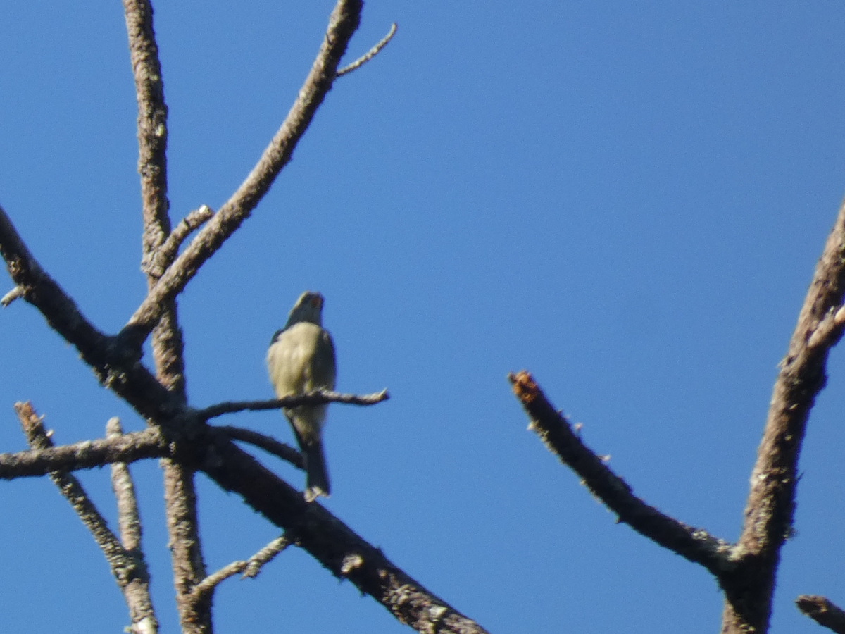 Greater Pewee - ML625412098