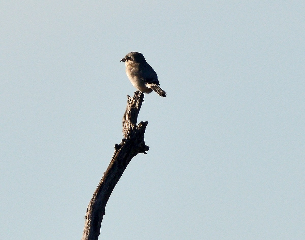 Northern Shrike - Tom Long