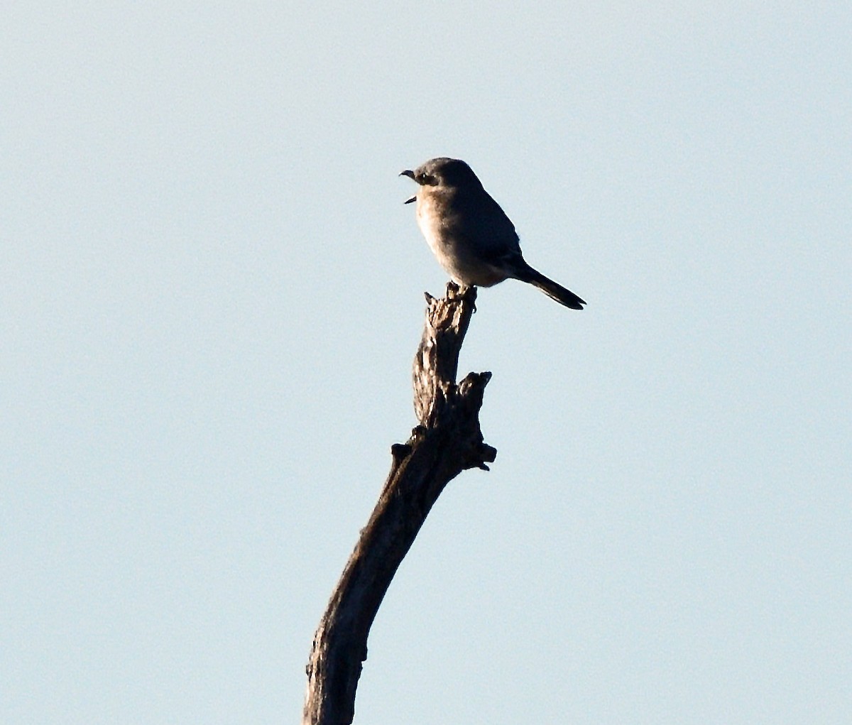 Alcaudón Boreal - ML625412125