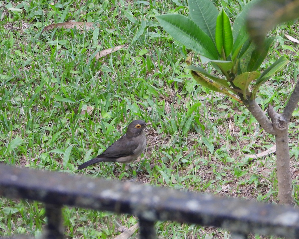 Spectacled Thrush - ML625412152