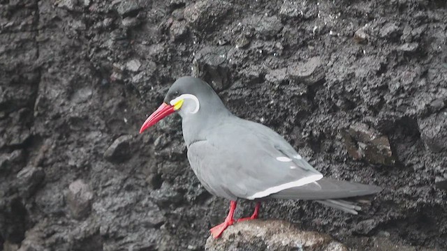 Inca Tern - ML625412252