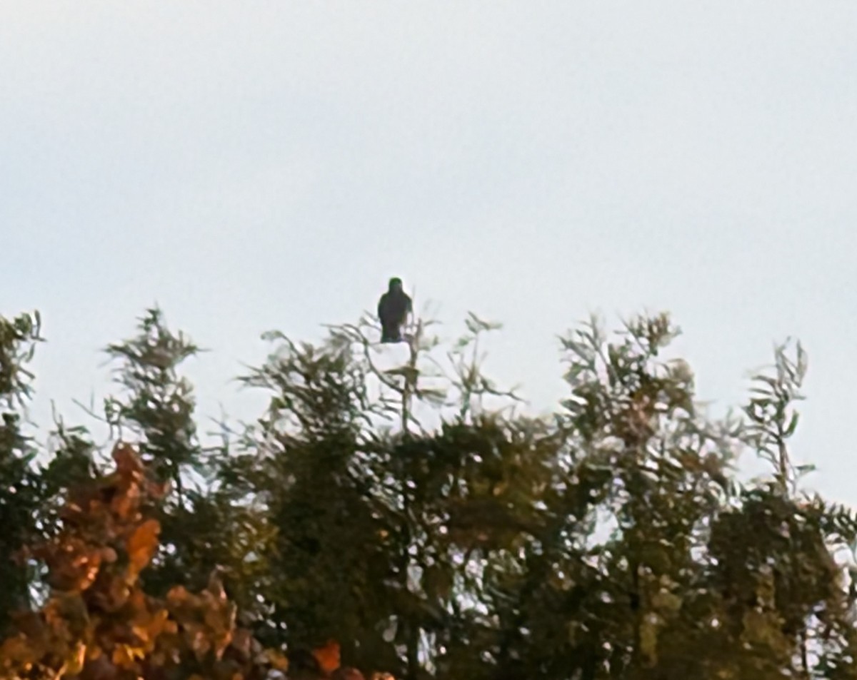 Merlin - ML625412274