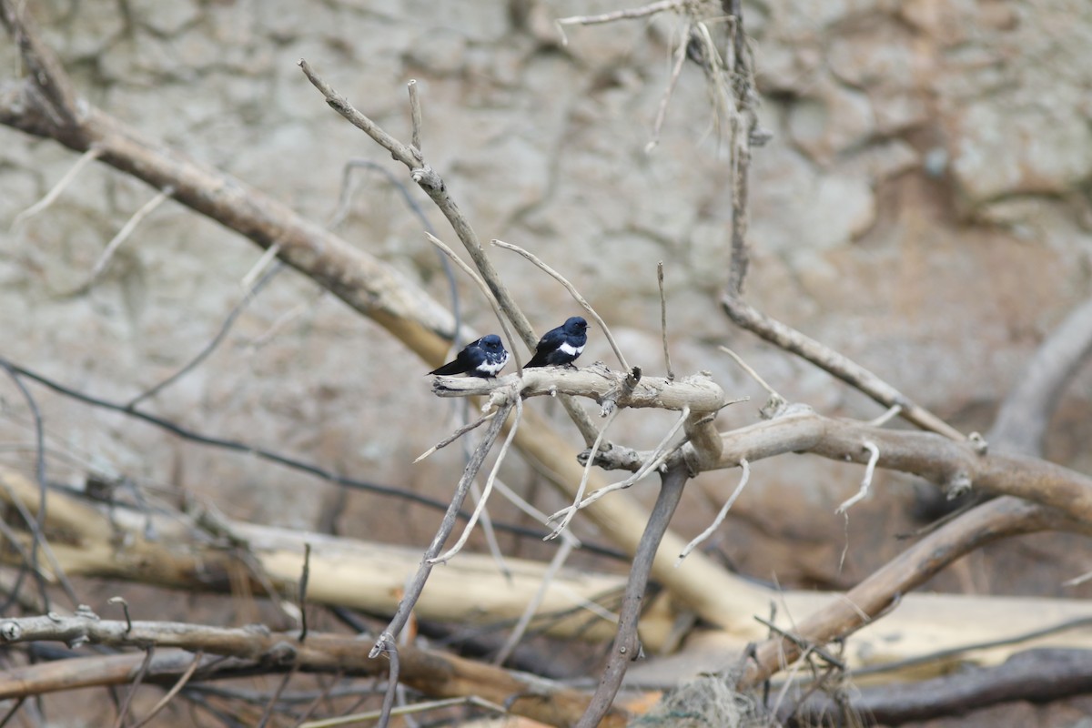 Golondrina Fajiblanca - ML625412284