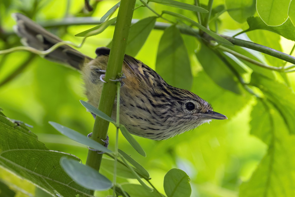 Santa Marta Antbird - ML625412287