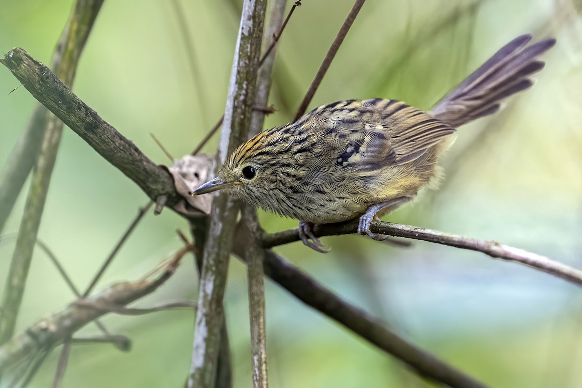 Santa Marta Antbird - ML625412288