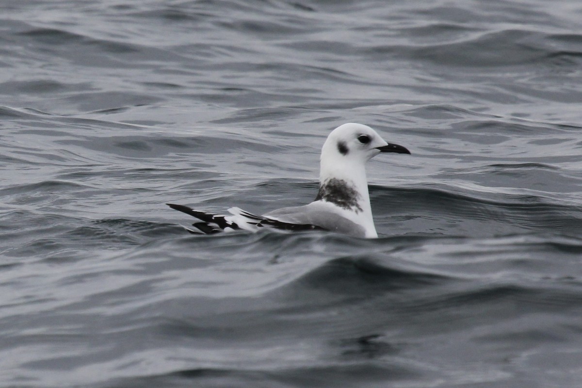 Black-legged Kittiwake (Atlantic) - ML625412316