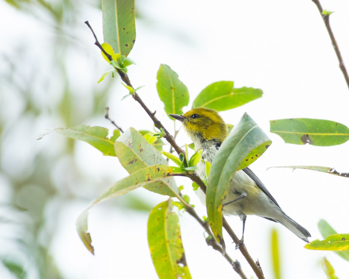 Black-throated Green Warbler - ML625412320