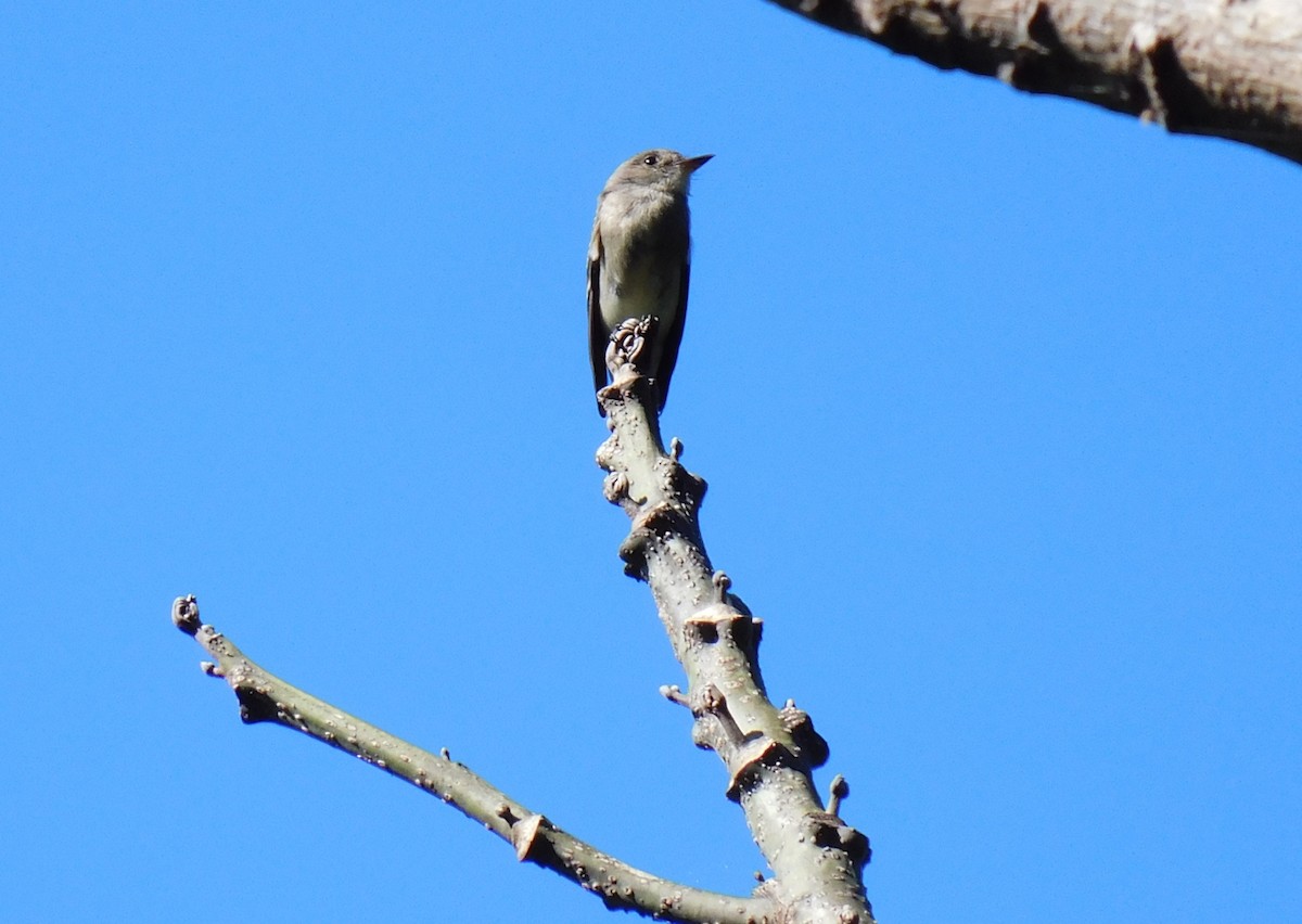 Western Wood-Pewee - ML625412333